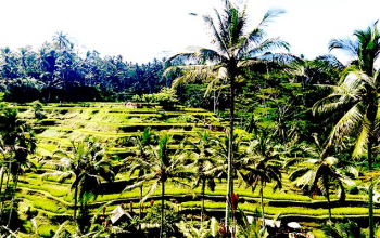 Tegalalang Rice Terrace Penida Bali Trip