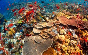 Gamat Bay Snorkeling Penida Bali Trip